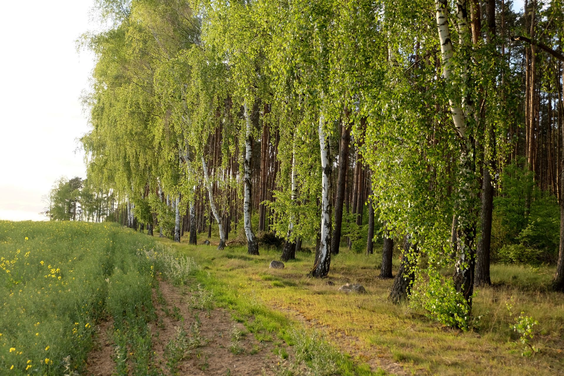 A serene view of a forest edge with birch trees and a sunny field in springtime.