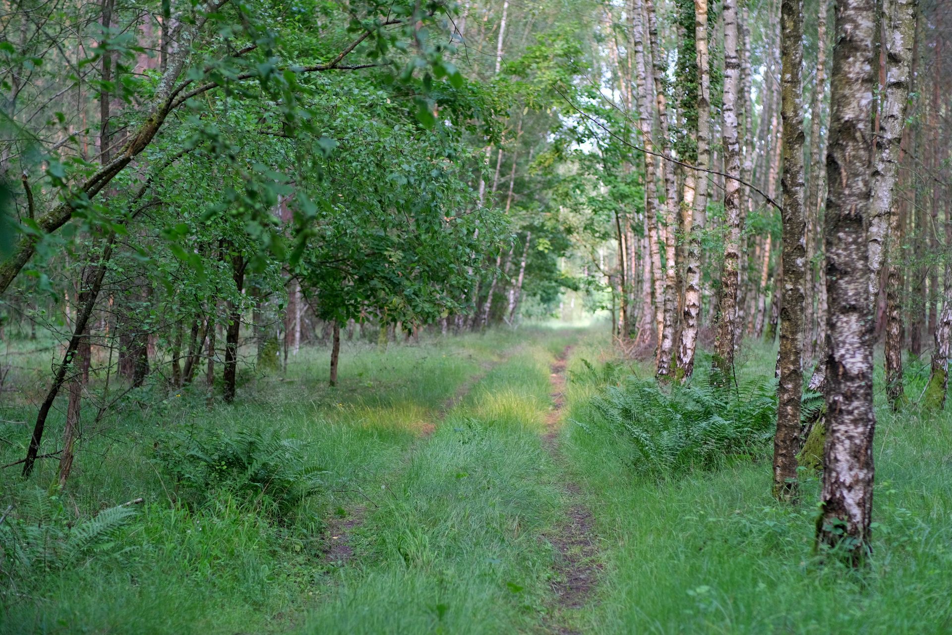 Explore a peaceful, green forest path lined with birch and lush greenery.