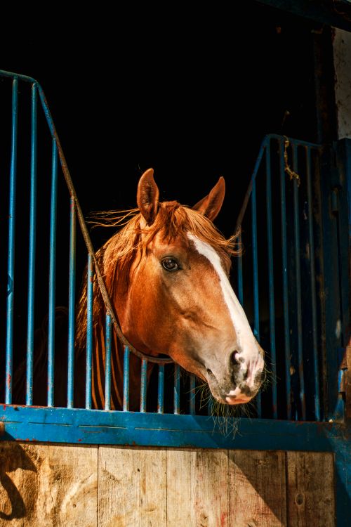 Free A chestnut horse peeking through a stable gate in Kenitra, Morocco. Stock Photo