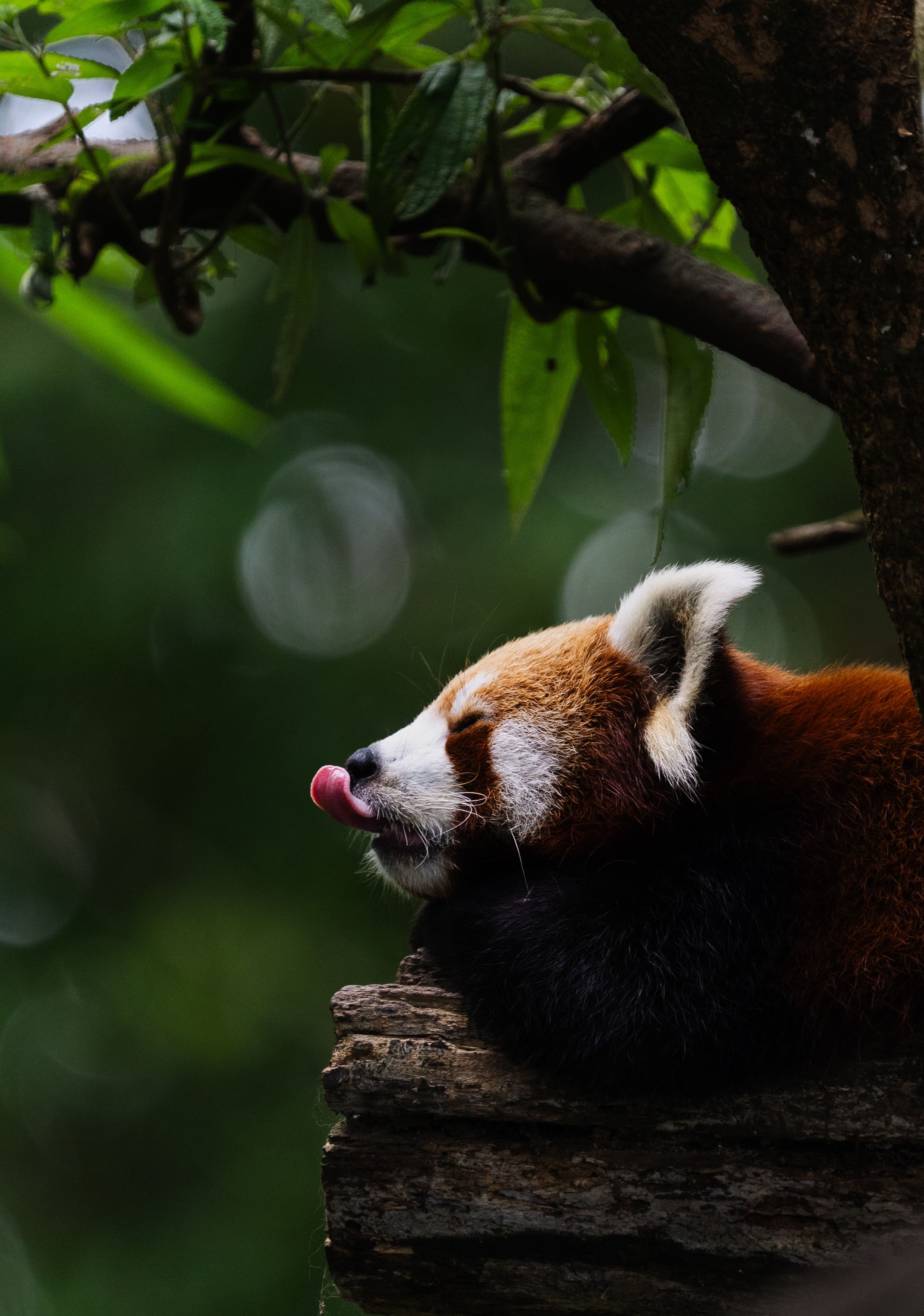 A red panda resting on a log beneath green leaves, photographed in Darjeeling