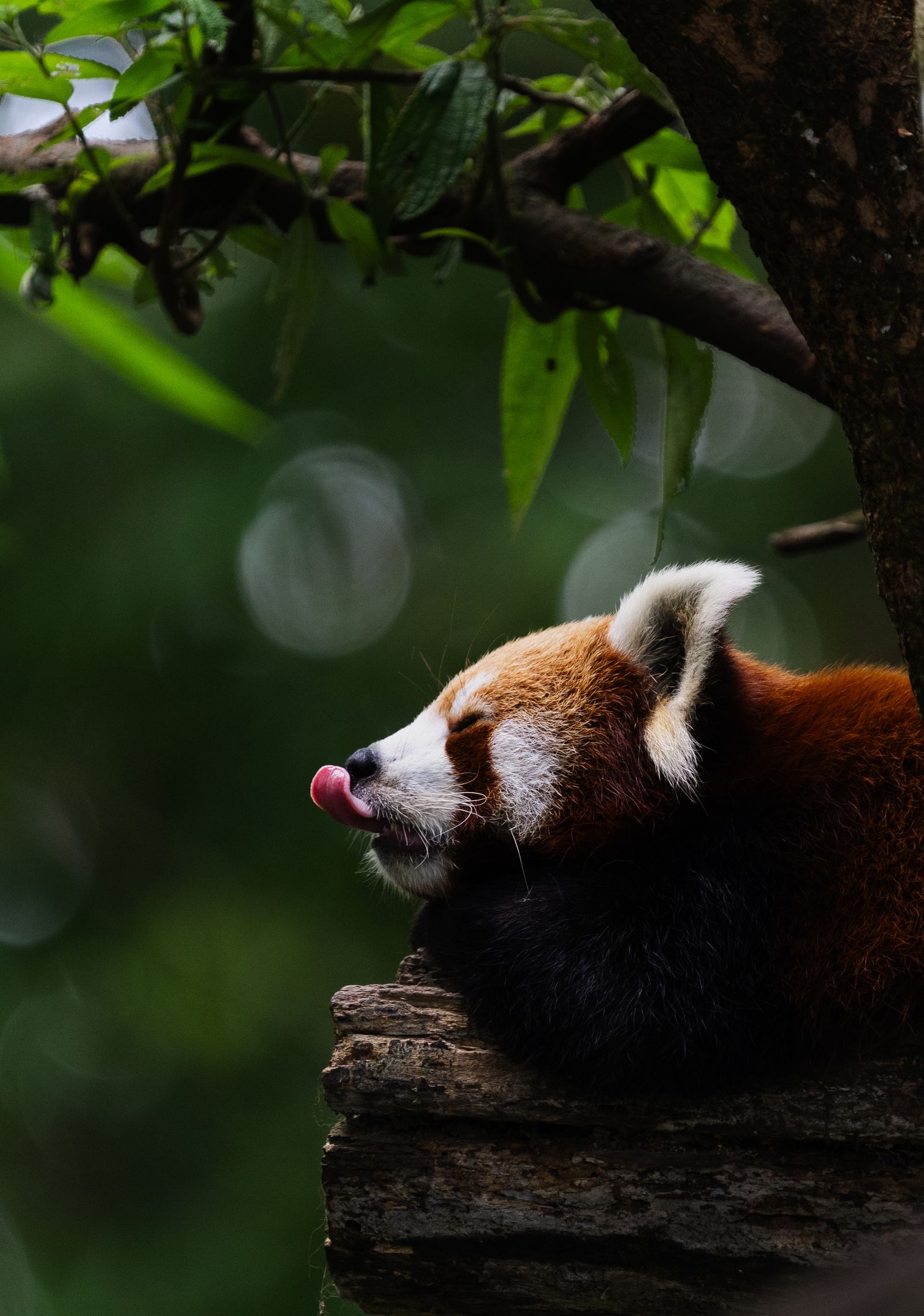 A red panda resting on a log beneath green leaves, photographed in Darjeeling