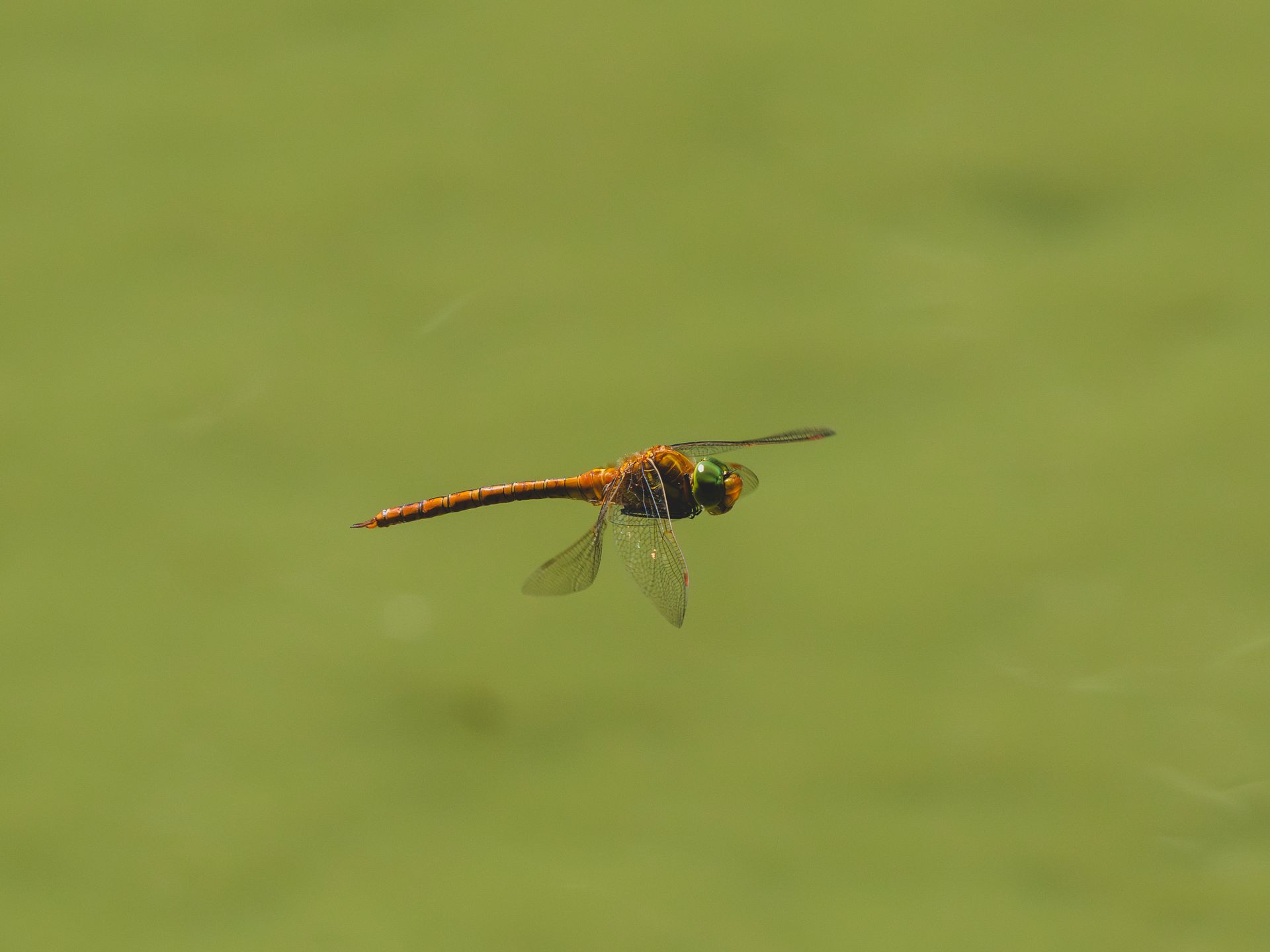 Stunning close-up of a vibrant red dragonfly in flight against a blurred green background, showcasing nature's beauty.