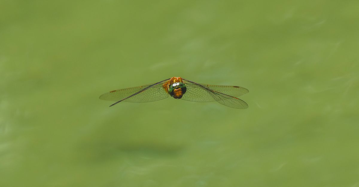 Fossil scans push back the timeline for insect flight, Phys.org reports
