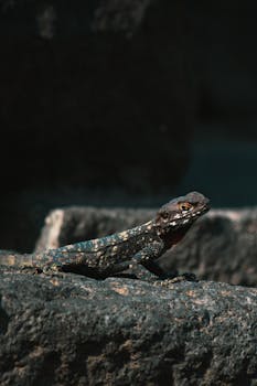 岩石上，一只蜥蜴的特写镜头展示了它复杂的鳞片和自然栖息地