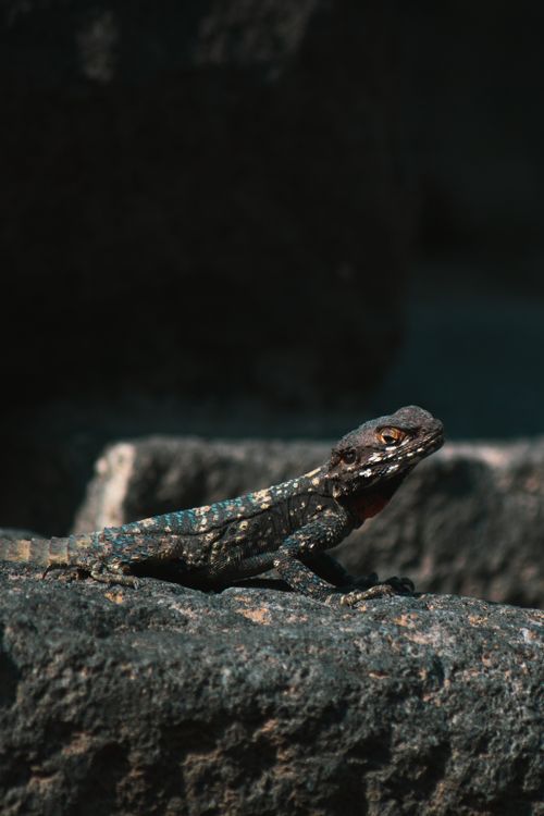 Free Close-up of a lizard sitting on a rock, showcasing its natural habitat and intricate scales. Stock Photo