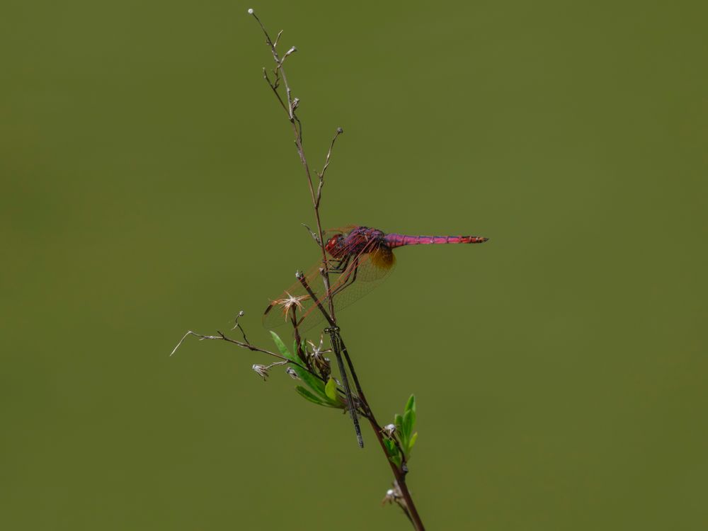 Close-up of Red Dragonfly on Plant Stem · Free Stock Photo