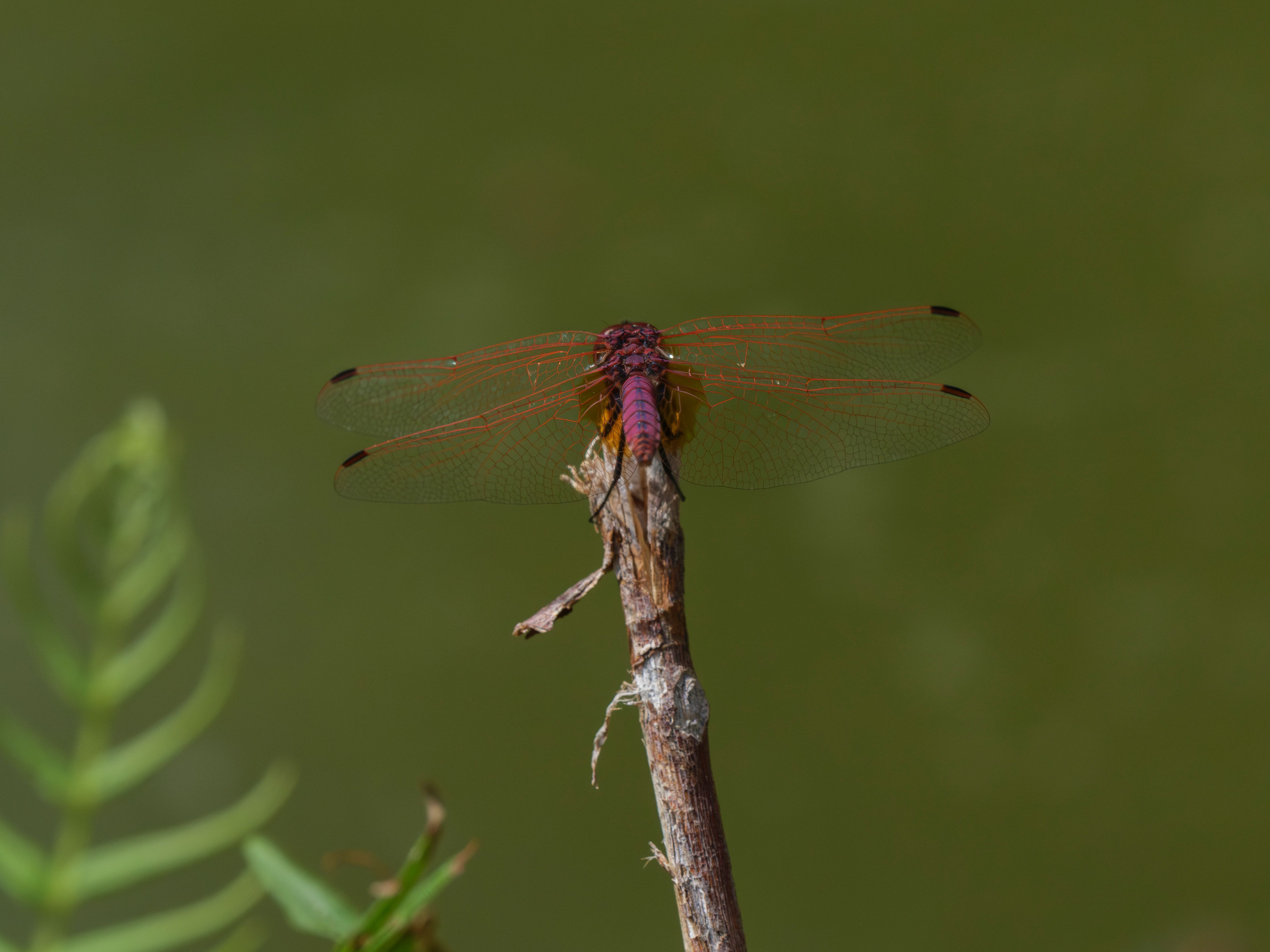 Vibrant Dragonfly Resting on a Branch in Nature · Free Stock Photo
