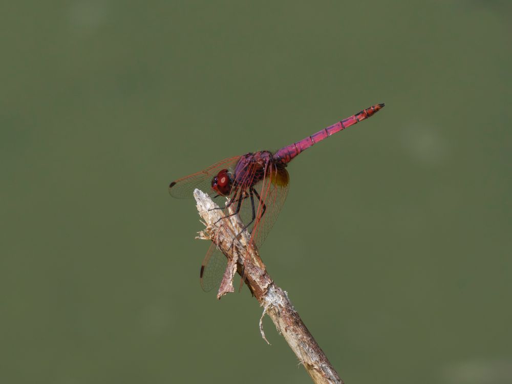 Close-up of a Vibrant Red Dragonfly on a Twig · Free Stock Photo