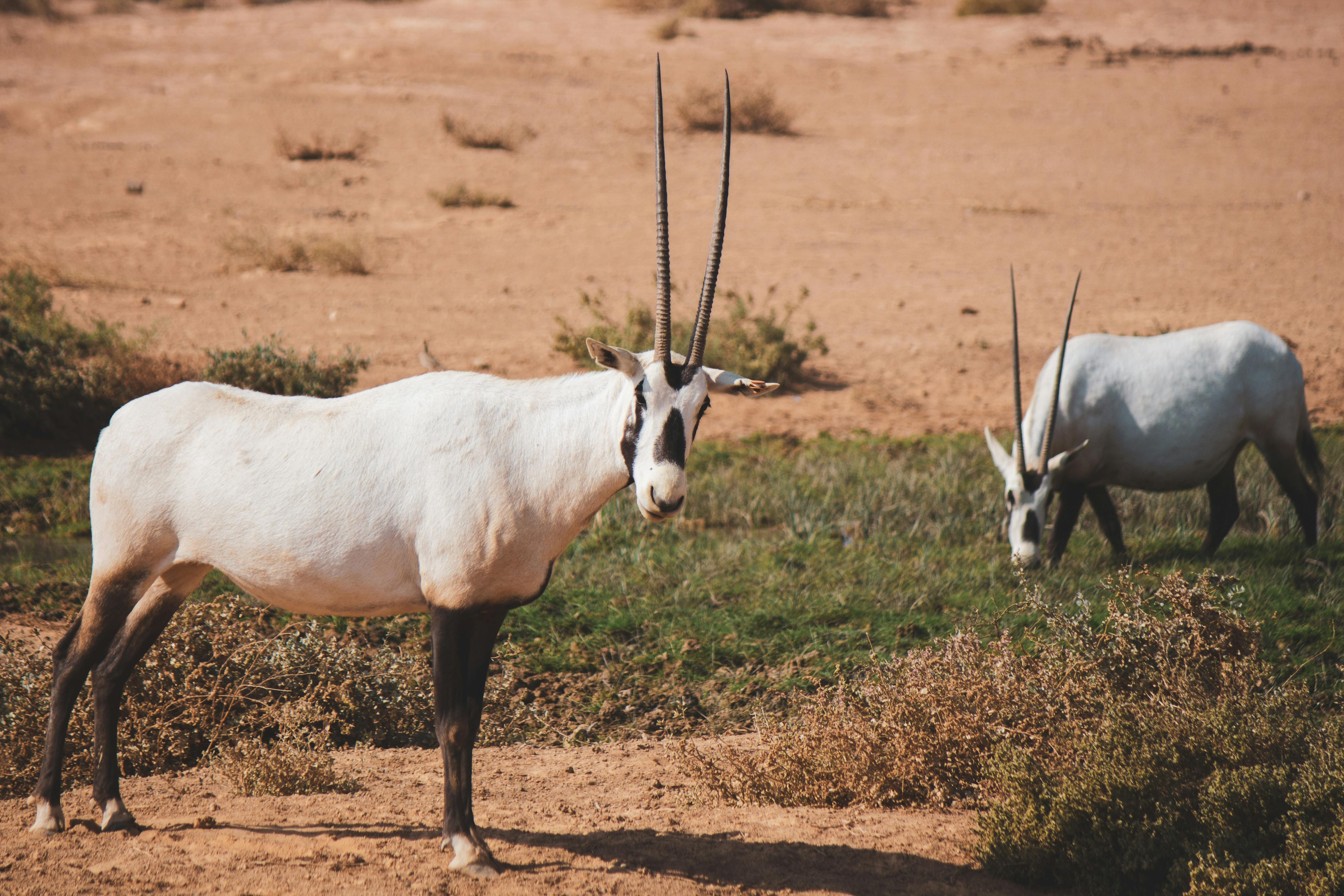 Free stock photo of Oryx