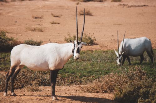 Free Two Arabian Oryxes graze peacefully in the desert landscape of Zarqa Governorate, Jordan. Stock Photo