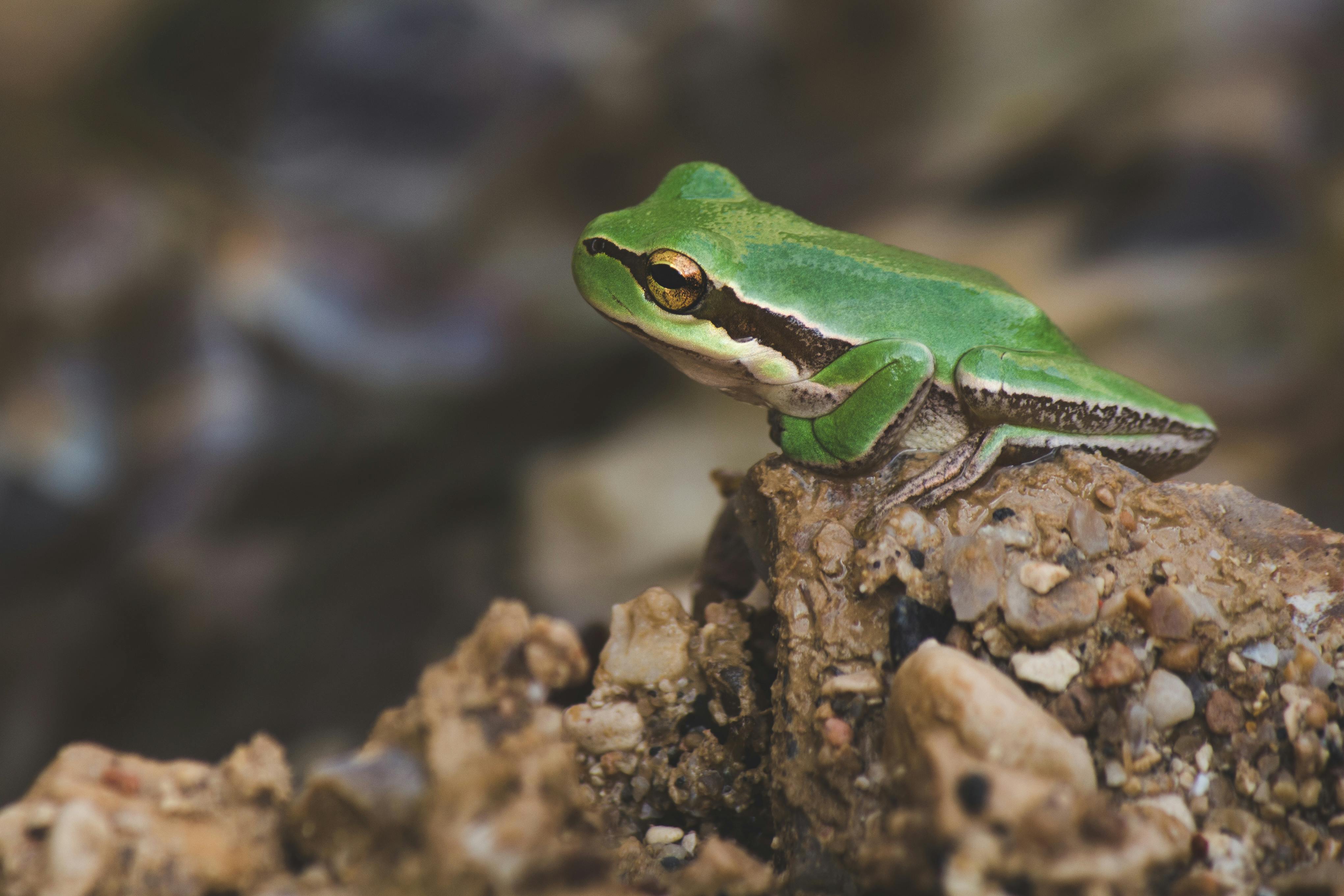 Selective Focus Photography of Green Frog on Brown Rock