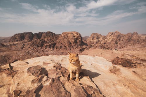 坐在岩石上的橙色虎斑猫