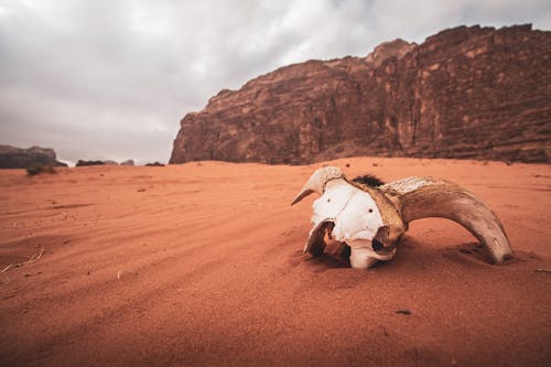 砂の上の白い動物の頭蓋骨