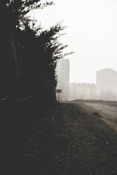 城市场景雾蒙蒙的，土路、树木和远处的建筑物都被雾气笼罩着