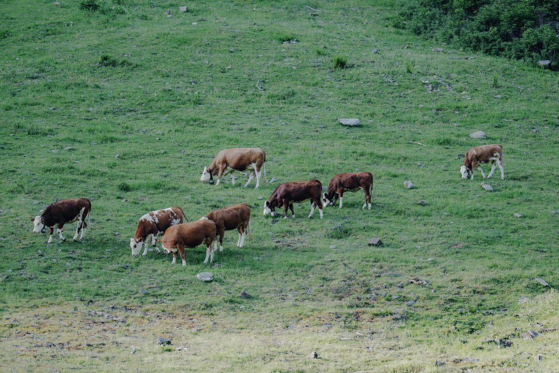 Grazing Cattle on Expansive Green Pasture · Free Stock Photo