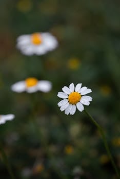 Macro shot of fresh daisies in a garden with dew drops and a blurred background, capturing the beauty of spring.