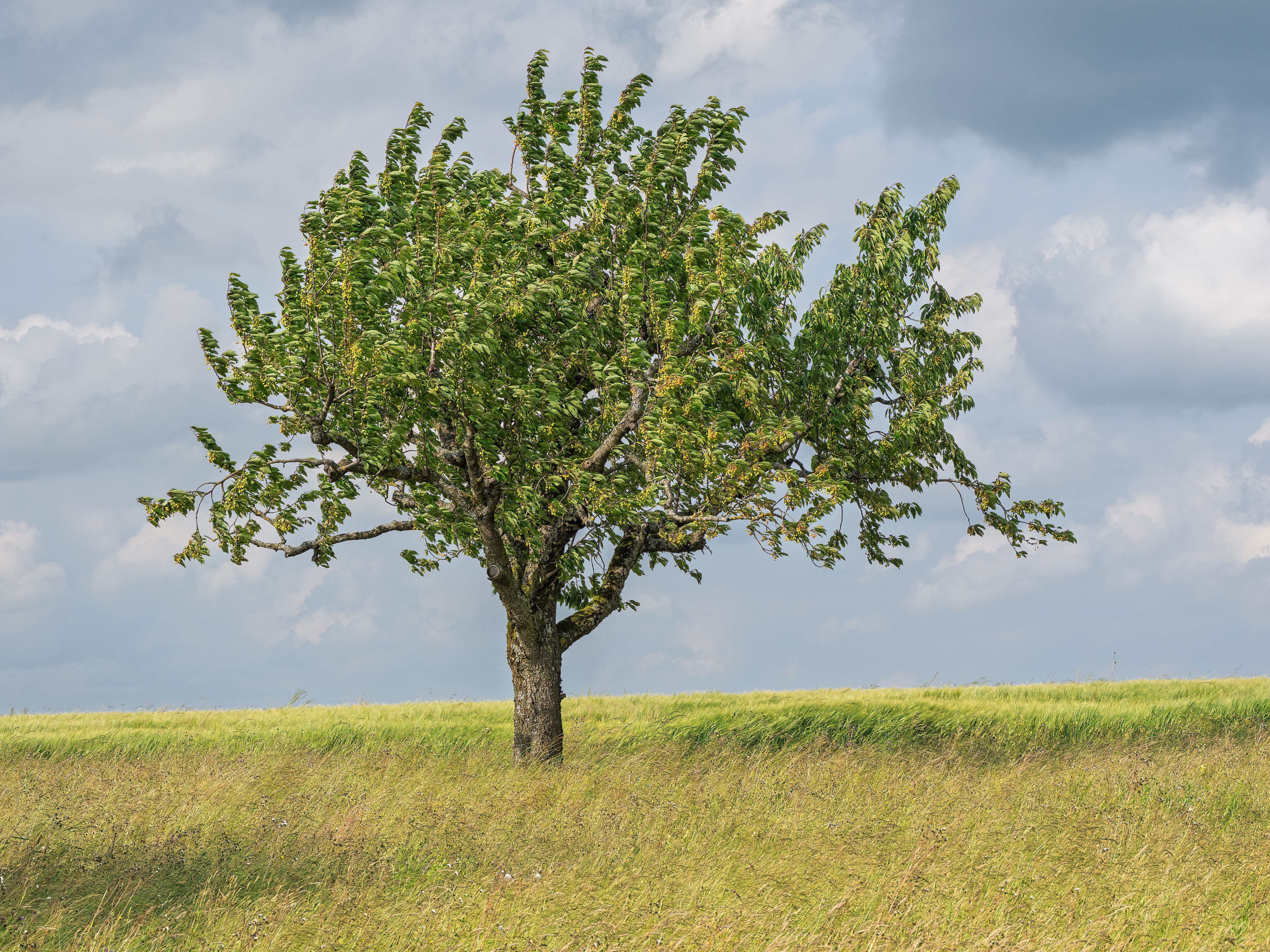 Solitary Tree in Lush Meadow Landscape · Free Stock Photo
