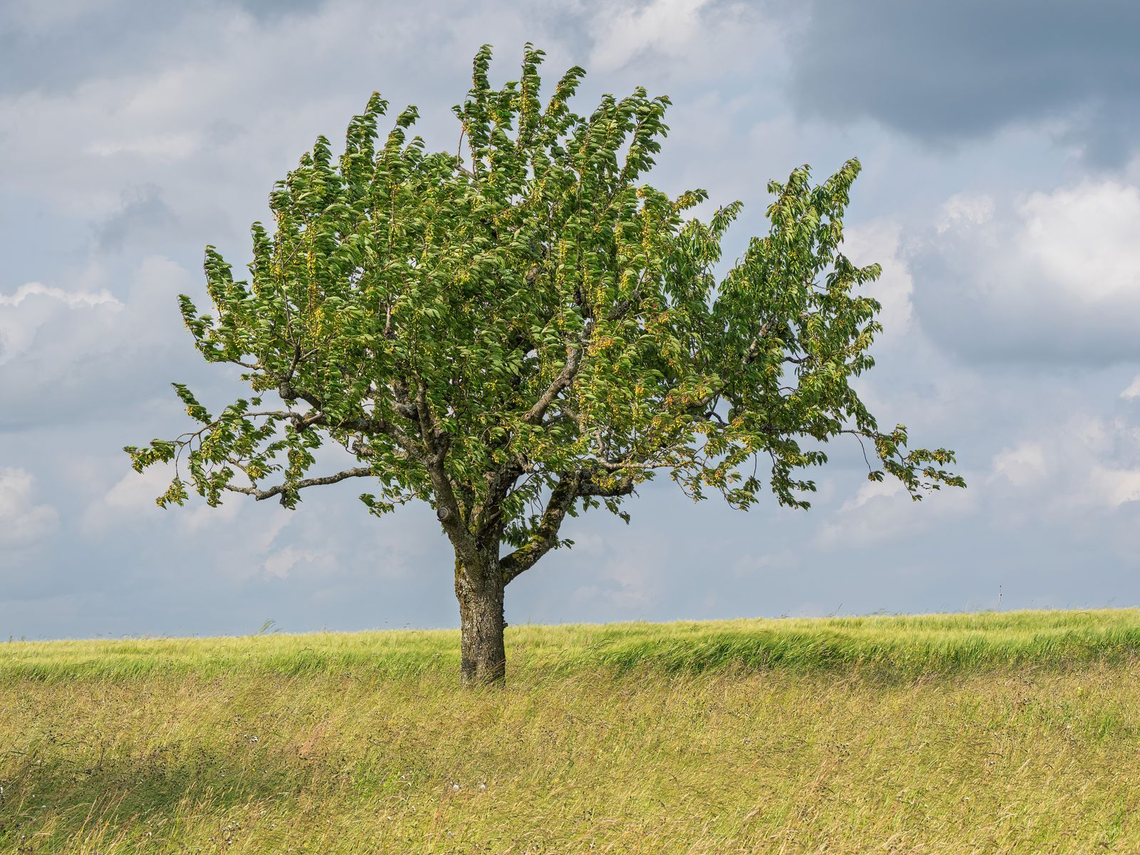 Single Tree Photos, Download The BEST Free Single Tree Stock Photos ...