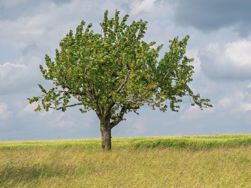 Free A lone tree stands in a sunlit meadow under a cloudy sky, evoking serenity and harmony with nature. Stock Photo