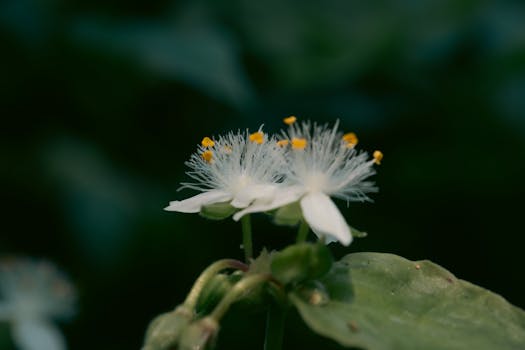 A close-up shot of delicate white flowers with yellow stamens against a dark green blurred background.