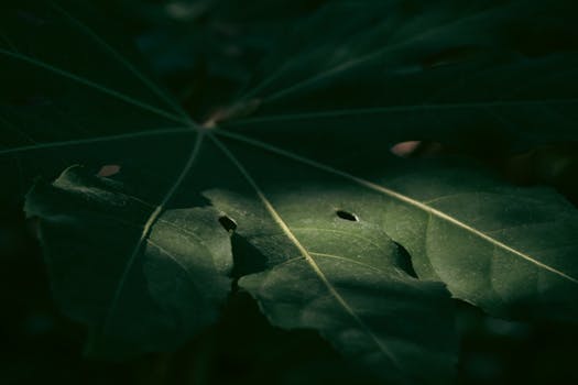 Close-up of a tropical leaf with dramatic lighting and rich green tones, ideal for aesthetic designs.