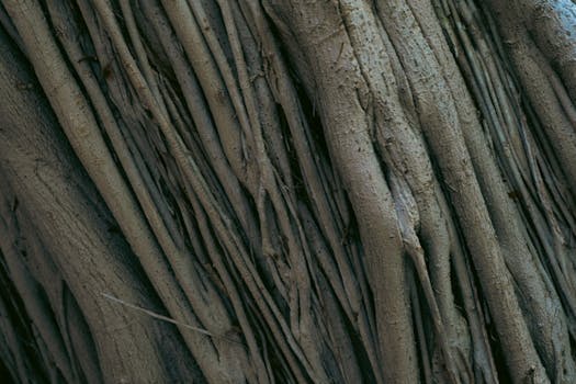 Detailed close-up of tree roots displaying intricate textures and patterns found in nature.