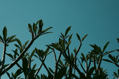 Free Artistic view of silhouetted tree branches with a clear blue sky background. Stock Photo