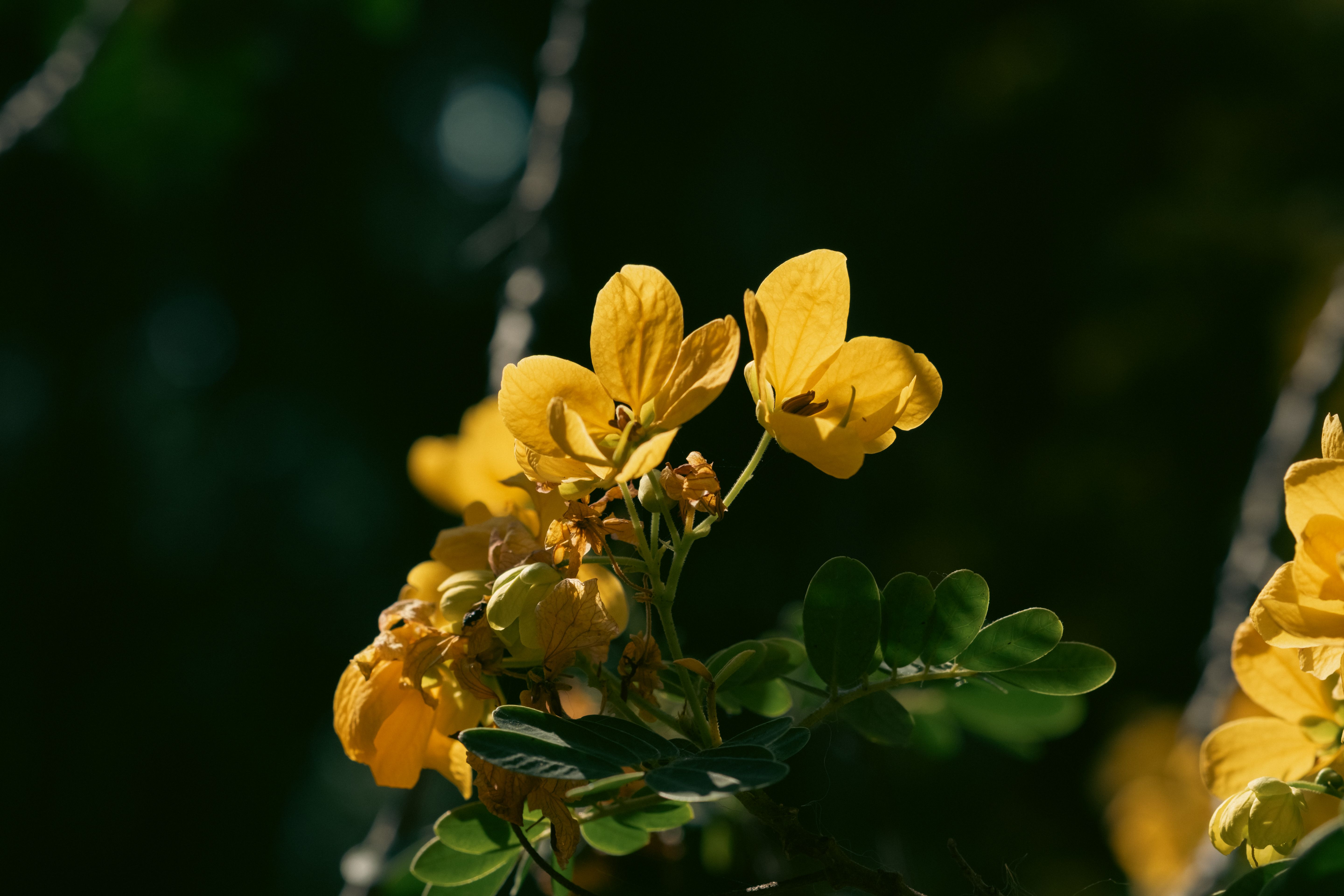 Bright yellow flowers beautifully illuminated against a dark background, capturing the essence of nature.