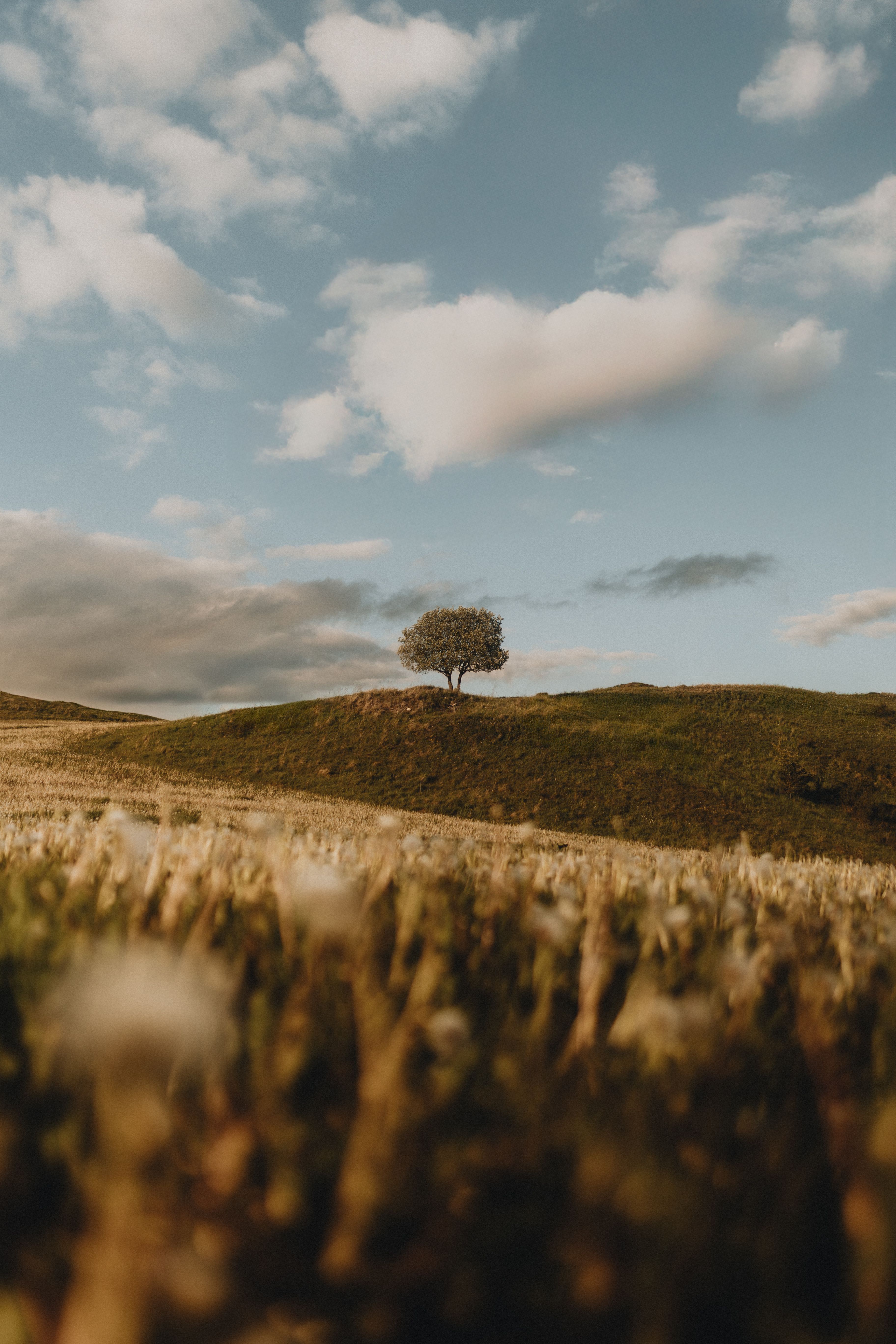 A lone tree stands on a hill under a vast sky in a peaceful meadow, Slovakia.