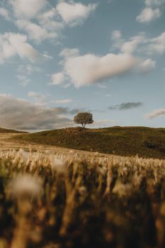 A lone tree stands on a hill under a vast sky in a peaceful meadow, Slovakia.