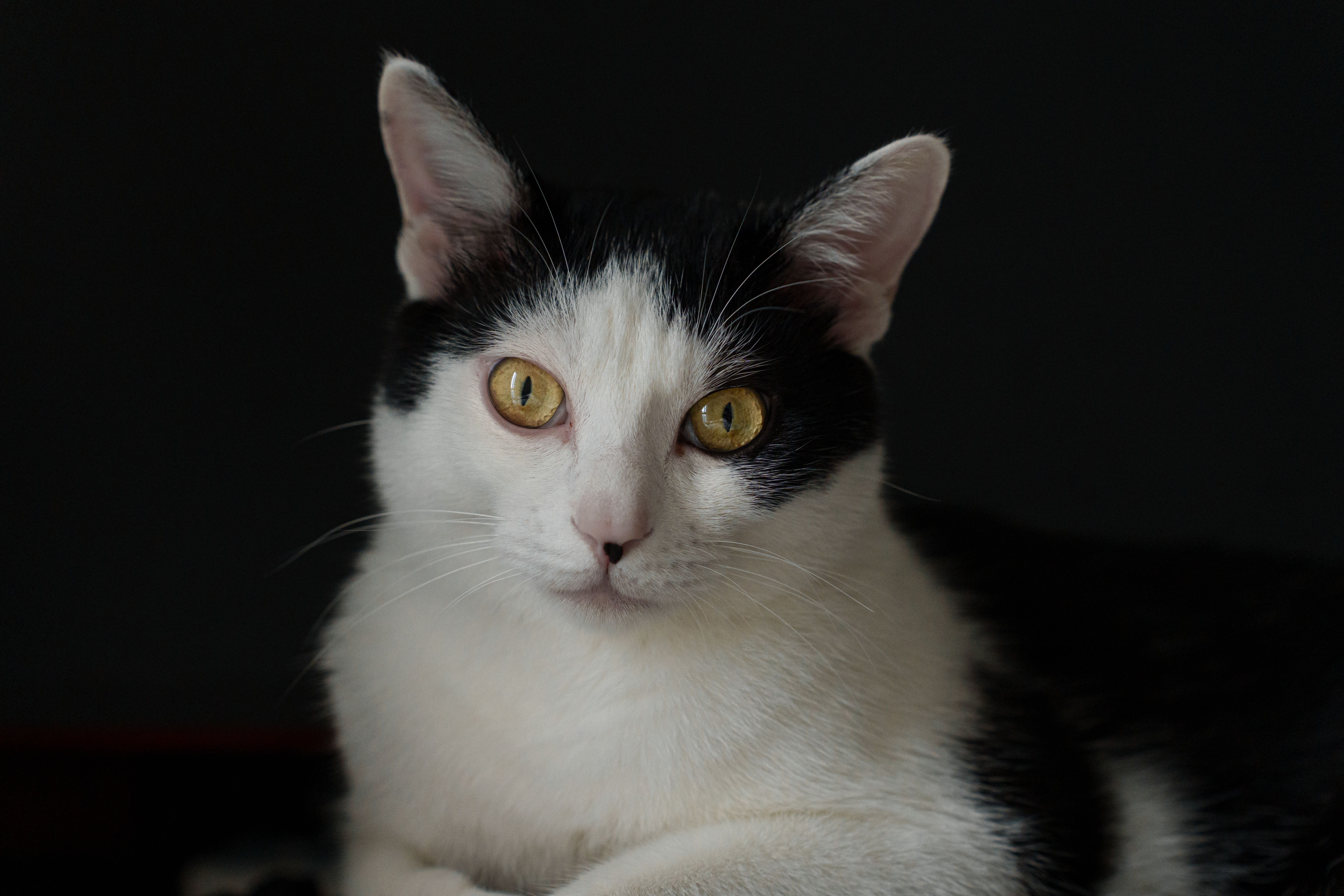 Close-up Portrait of a Black and White Cat · Free Stock Photo