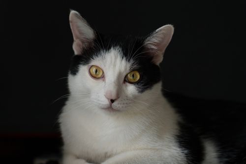 Free A detailed close-up of a black and white cat with striking yellow eyes against a dark background. Stock Photo