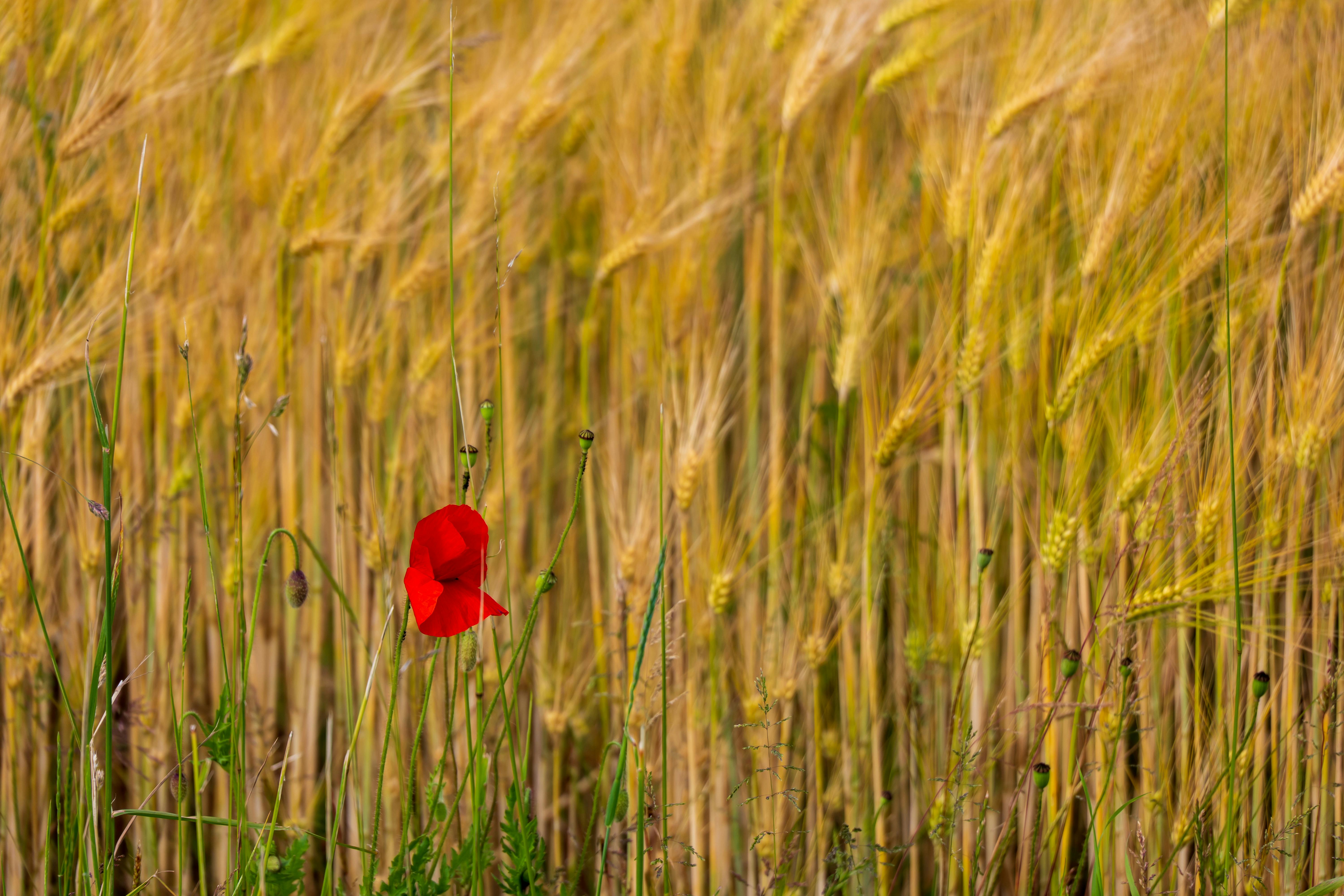 The Ultimate Guide to Mastering Mindset for Peak Performance