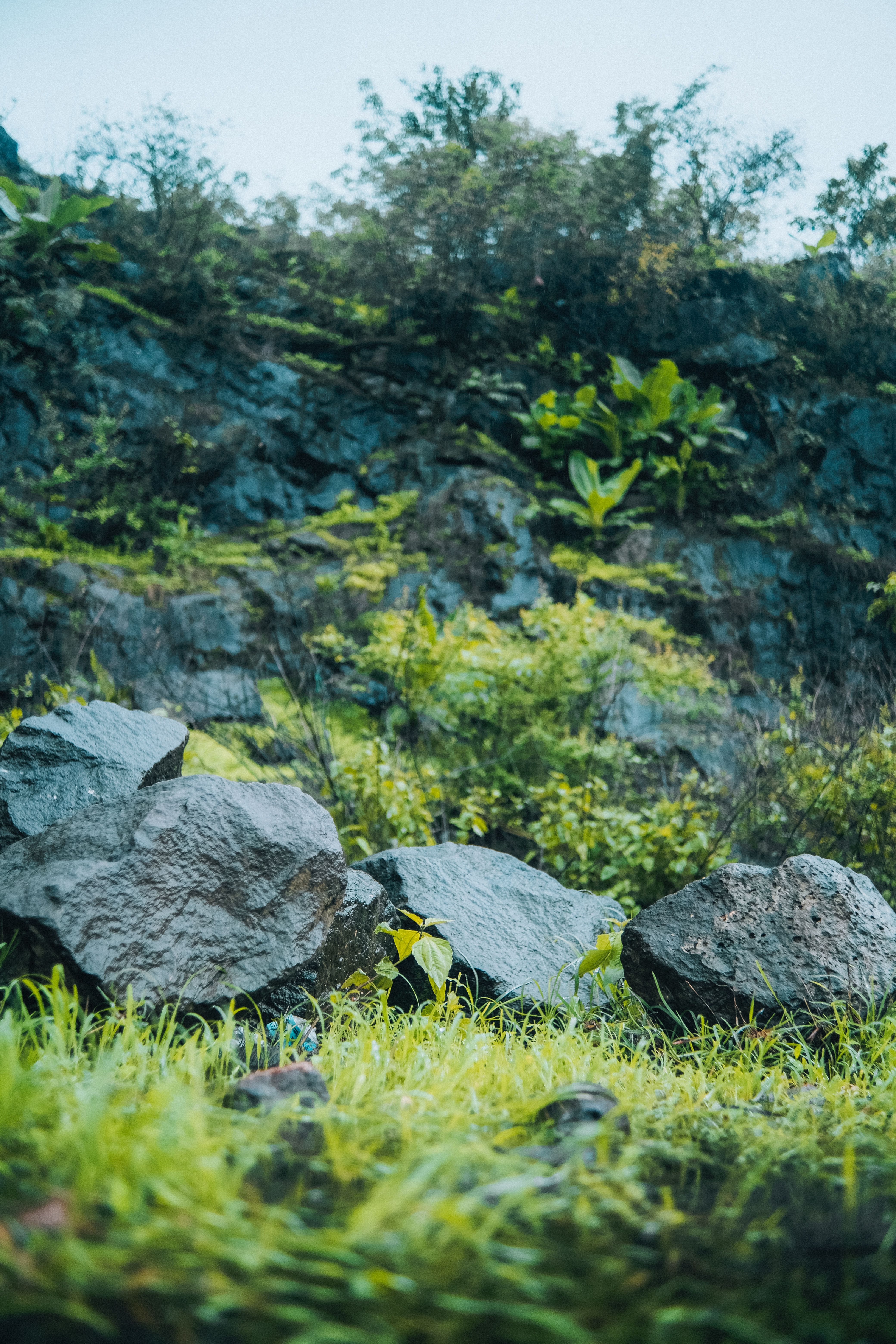Lush Forest Rocks with Vibrant Greenery · Free Stock Photo