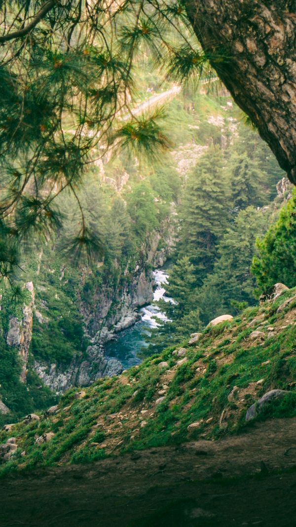 Uma correnteza serena de floresta flui através de uma vegetação abundante, emoldurada por árvores e penhascos rochosos.