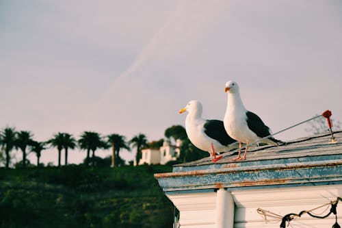 Free Seagulls Sitting on Roof Stock Photo