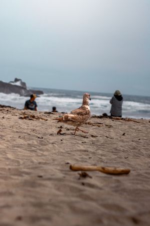 Naked People At Beach Photos, Download The BEST Free Naked People At