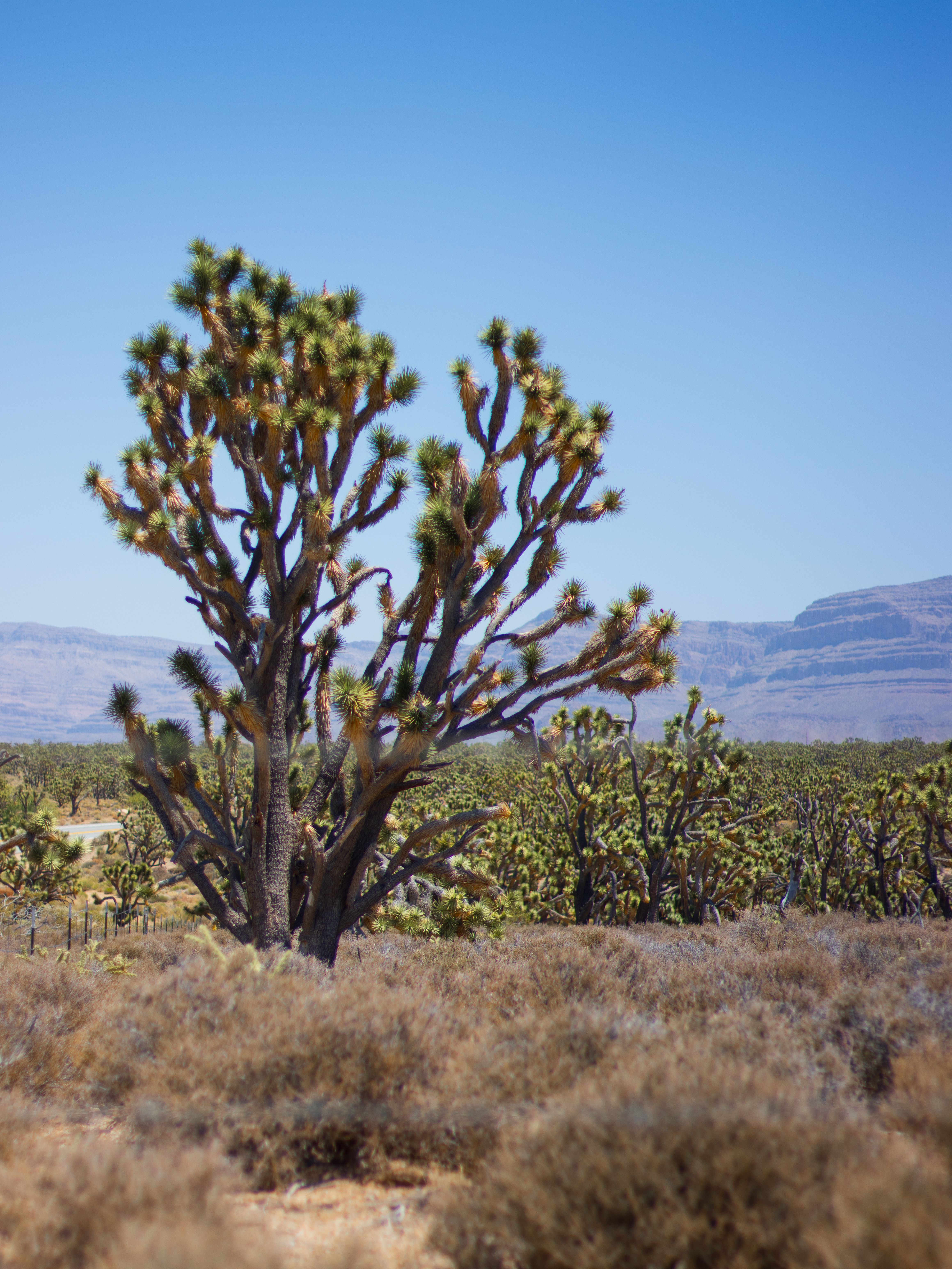 Stunning Joshua Tree Landscape in California Desert · Free Stock Photo