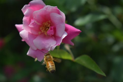 Gratuit Photos gratuites de abeille, aile, brillant Photos