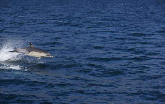 Flasknosdelfin som simmar under vattnet