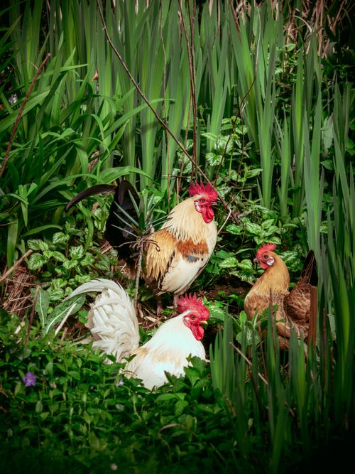 Free Vibrant chickens nestled among lush greenery, showcasing natural beauty in Belgium. Stock Photo