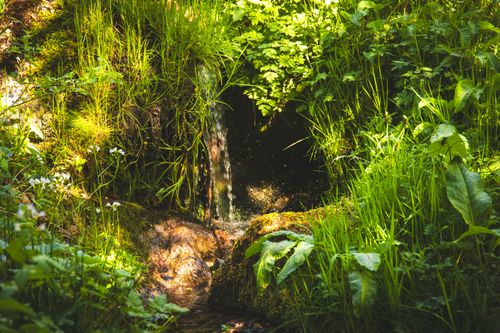Free A tranquil scene of a stream flowing through vibrant greenery in a German forest. Stock Photo