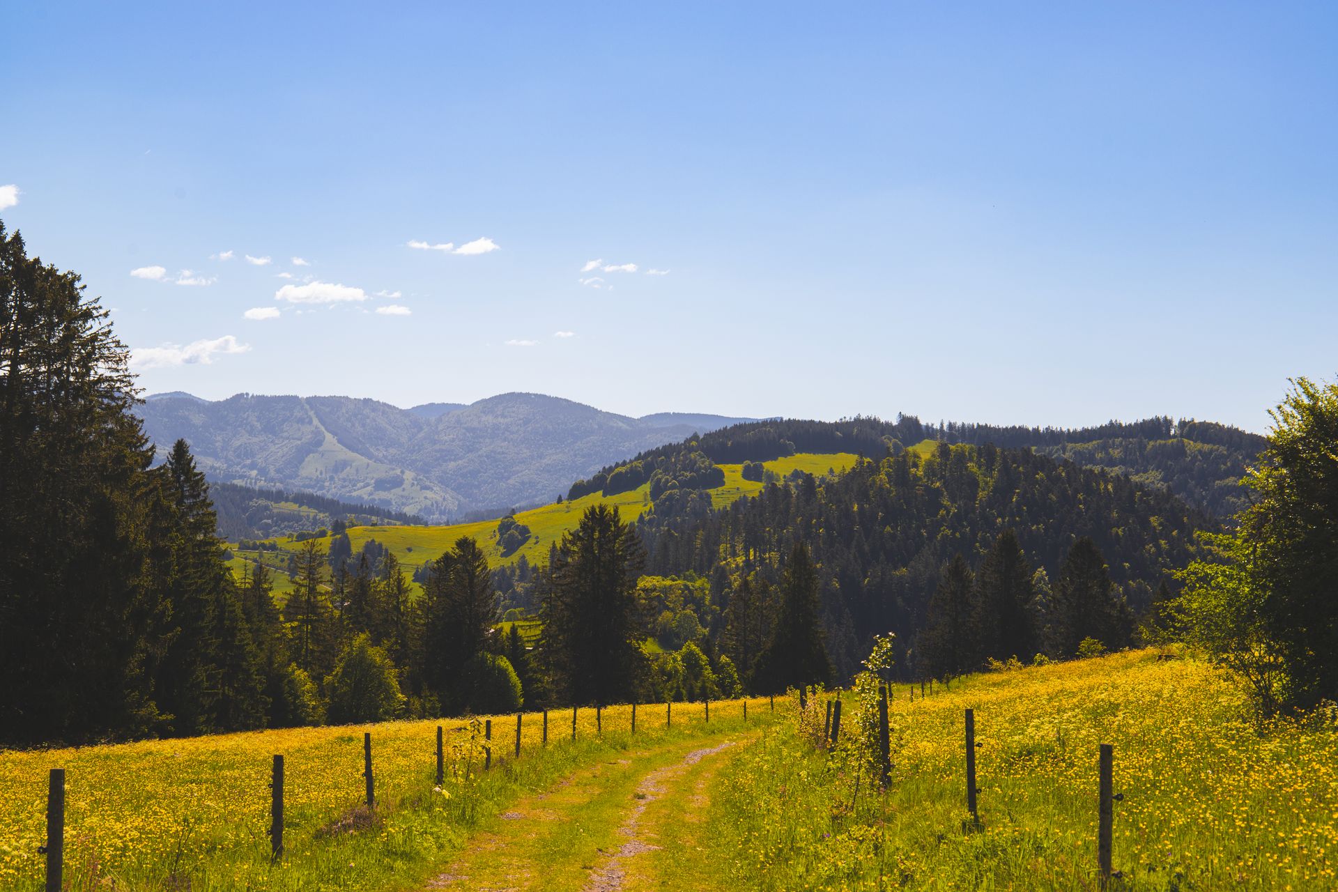 Breathtaking view of Black Forest hills and meadows under a clear blue sky.