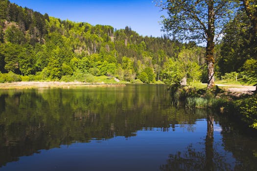 Explore the tranquil beauty of a forest lake in the Black Forest, Germany, during summer.
