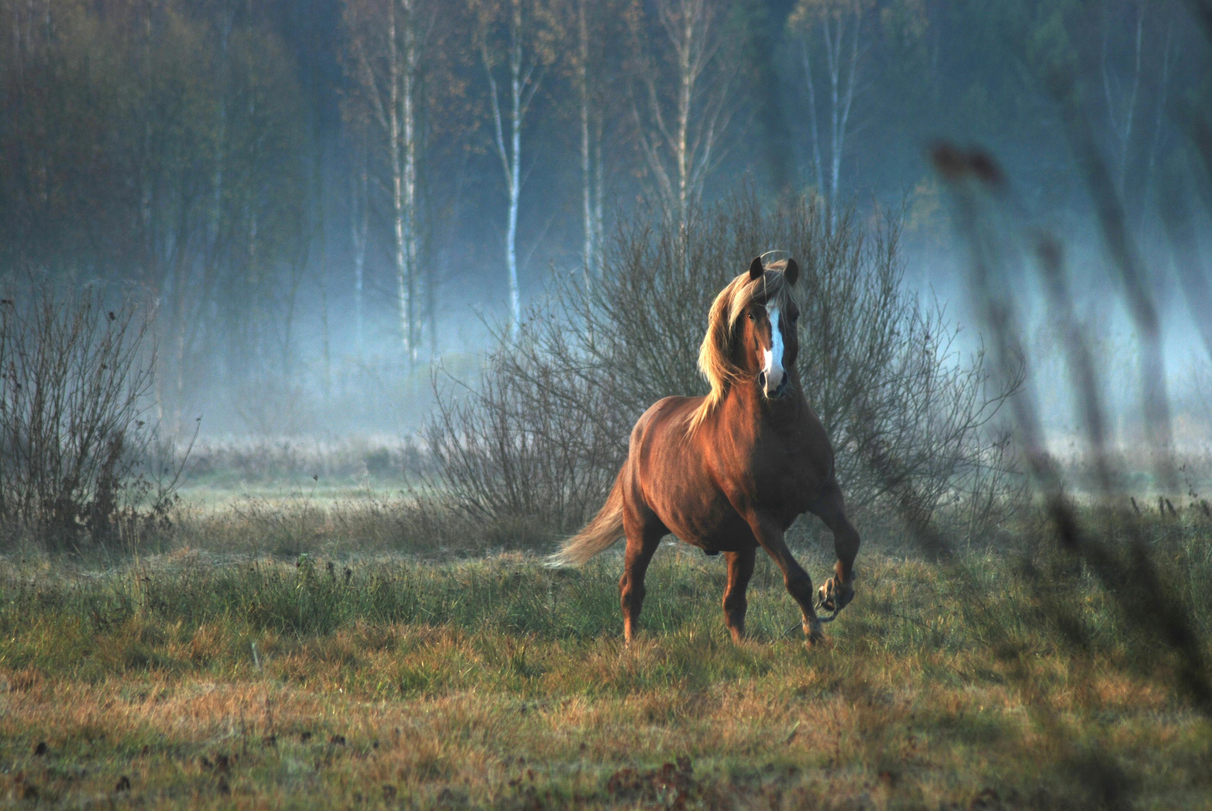 Brown And White Horse · Free Stock Photo