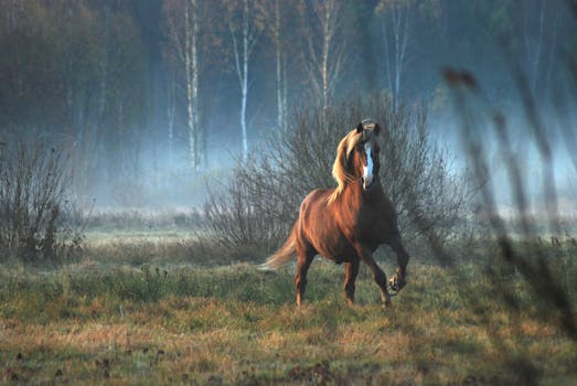 在立陶宛，一匹美丽的马在雾蒙蒙的树林中疾驰