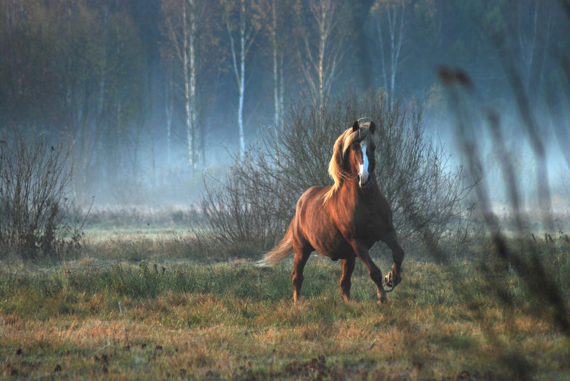 Brown and White Horse