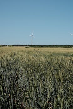 Scenic wheat field with wind turbines in Çatalca, İstanbul under a clear blue sky.