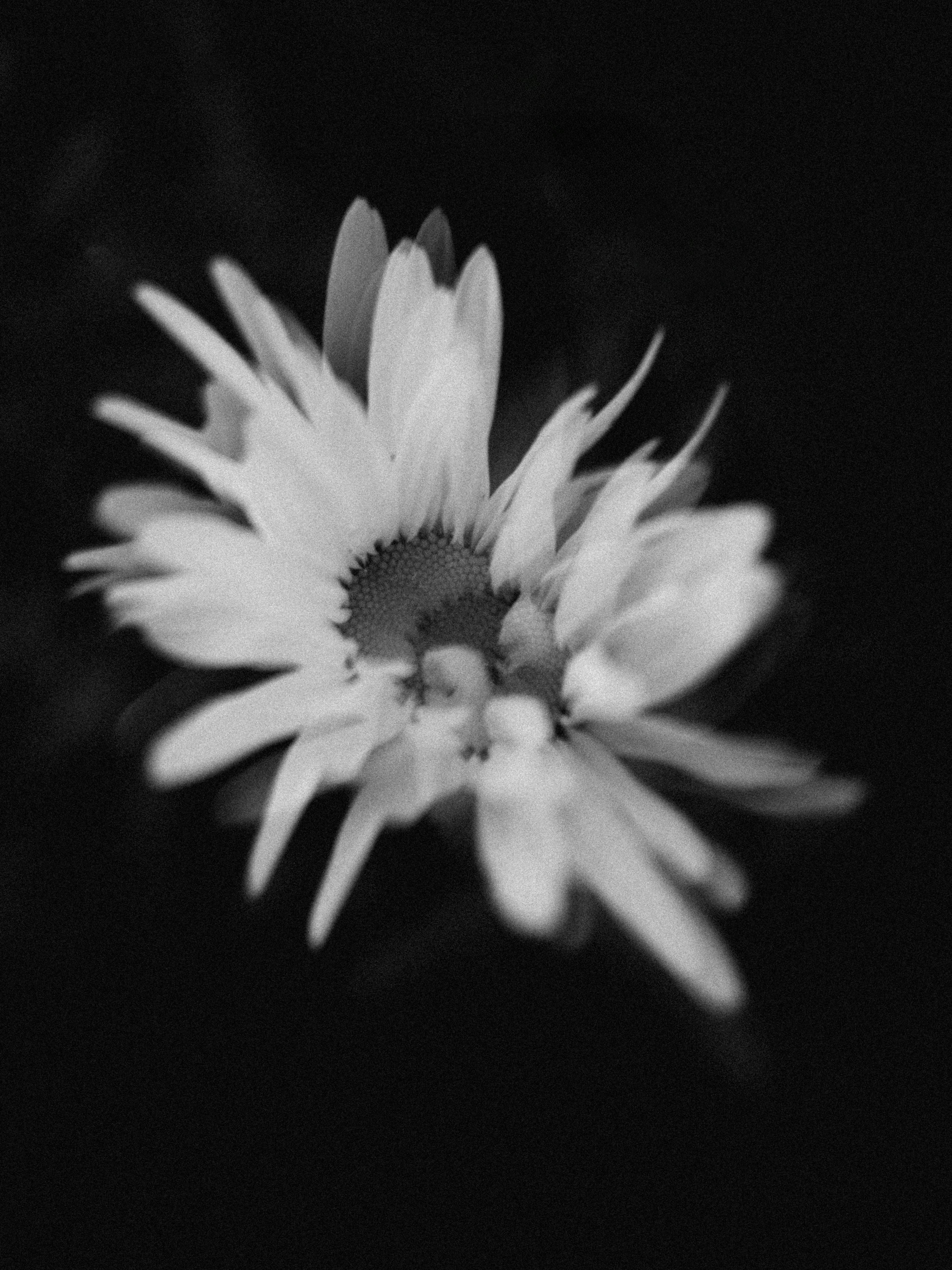 A dramatic black and white close-up of a daisy flower highlighting its delicate petals and texture.