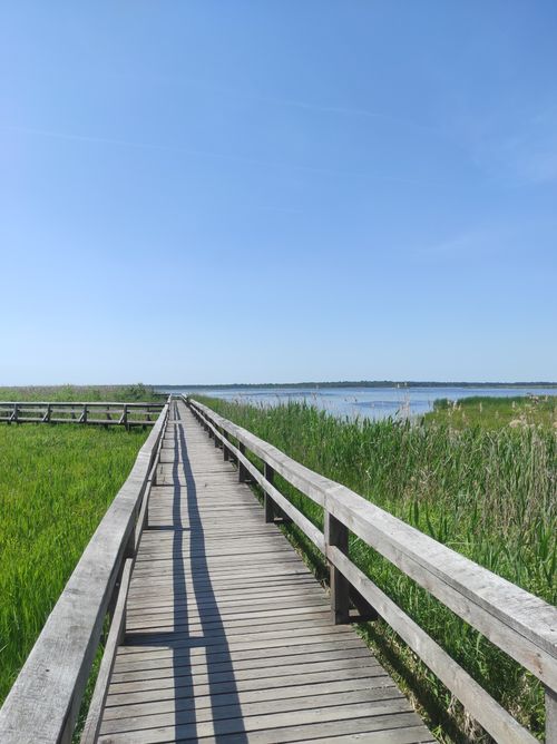 Free A tranquil boardwalk path in a lush wetland setting under a clear blue sky in Lietuva. Stock Photo